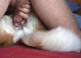 Nasty guy destroys tight hole of his dog with his huge erected dong