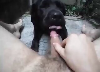 Naked pervert spreads legs to get cock and asshole licked by his dog