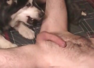 Oversexed fellow lets his dog give him a blowjob and the best licking