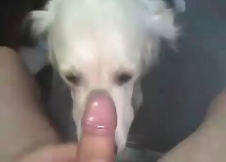 Zoo sex loving guy wanks and makes a dog lick his dick in the process