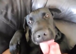 Weird guy jerks off and lets his black dog eat all drops of jizz