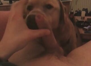 Dude jerks off before his dog’s eyes and cums on the pet’s face