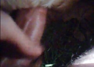Closeup vid of a crazy pervert giving a shitless fuck to his horny animal