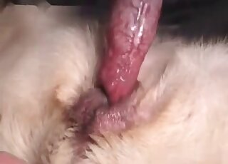Animal sex lover gives his dog some intense pounding in zoophilia video