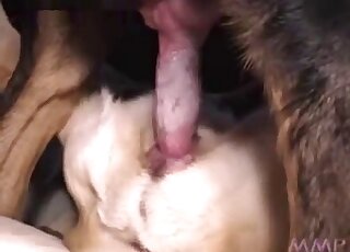 Nasty closeup bestiality with a really hot dog penis showcased