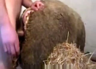 Awesome doggystyle zoo fuck scene with a guy that bangs sheep