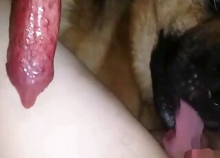 Shaved zoophile pussy invaded by a dog's red cock in a free sex tape