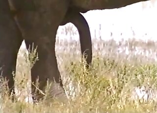 Sexy elephants exposing their massive cocks in outdoor zoo porn