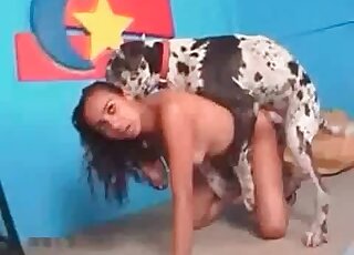 Black spotted doggie grabs curly babe from behind and fucks her cunt