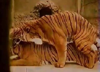 Nice tiger porn movie with two large cats fucking for the camera
