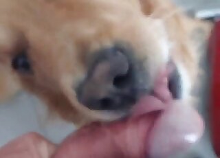 Blowjob zoophilia video featuring a dog that sucks cocks happily