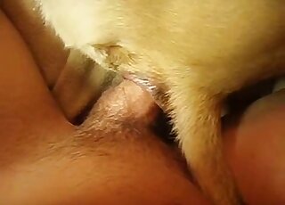 Dude fucking his submissive dog in a bestiality sex tape scene