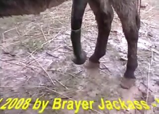 Animal fuck movie with huge horse cock sliding in that tight hole