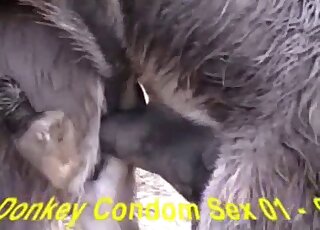 Animal fuck movie with huge horse cock sliding in that tight hole