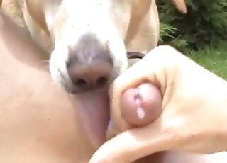 Outdoor POV rimjob and blowjob video with a dog that sucks dicks