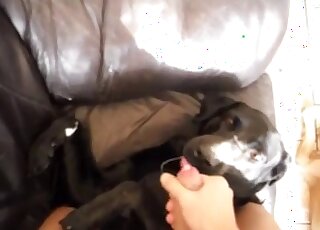 Awesome blowjob from black dog that enjoys sucking human cocks