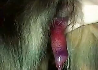 Red cock of a horny dog is being displayed in a taboo zoo porno