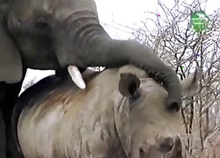 Elephant porn movie with massive beasts just going at it outdoors