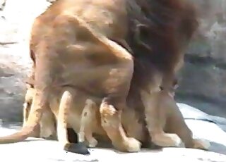 Lion porn movie with a sexy wild cat fucking wildly for the camera