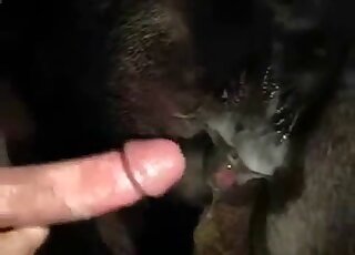 Guy licks an animal's hole before and after fucking it with his dick