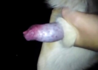 Closeup dog cock showcase video featuring a sexy animal in UHD